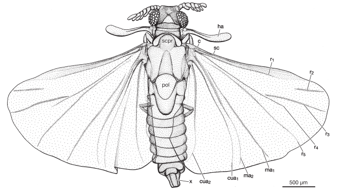 Bahiaxenos relictus Bahiaxenos relictus