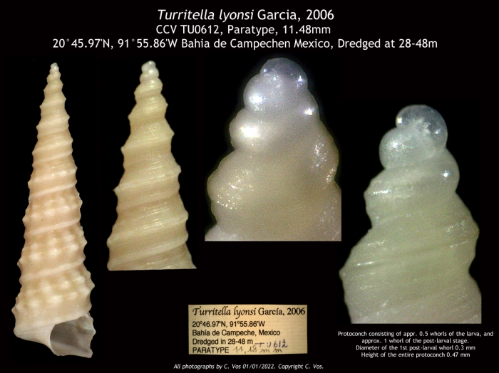 Turritella lyonsi E. F. Garcia, 2006 Paratype Turritella lyonsi E. F. Garcia, 2006 Paratype