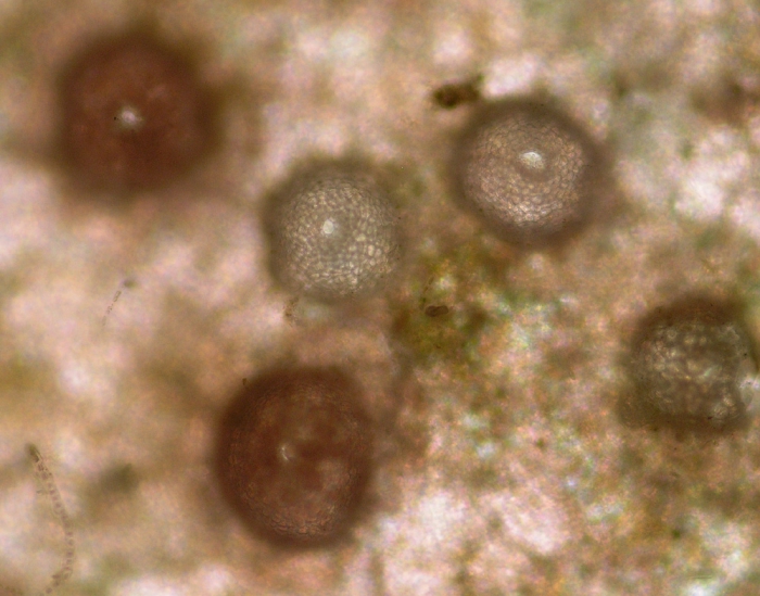 Titanoderma pustulatum