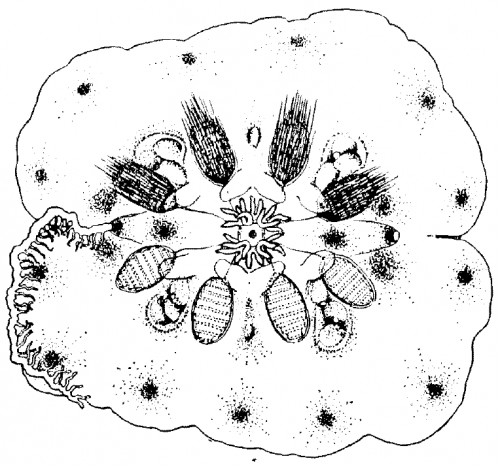 Ctenoplana_muculosa_Yosii1933