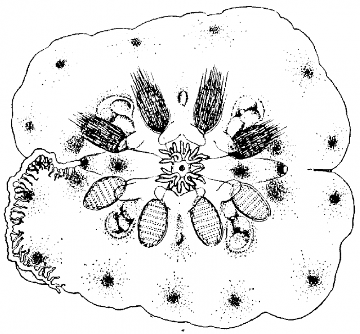 Ctenoplana_muculosa_Yosii1933 Ctenoplana_muculosa_Yosii1933