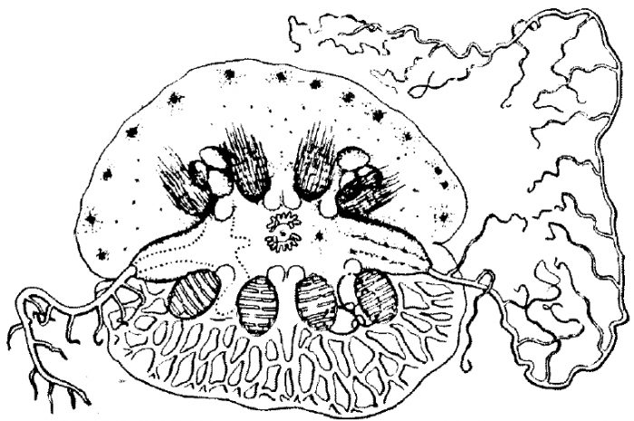 Ctenoplana_maculomarginata_Yosii1933 Ctenoplana_maculomarginata_Yosii1933