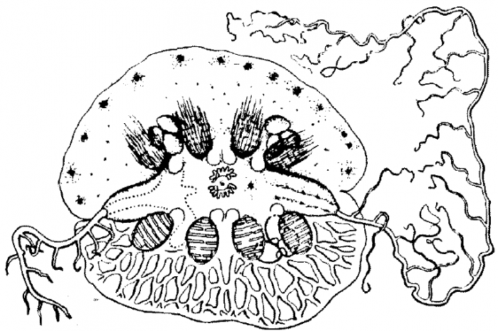 WoRMS - World Register of Marine Species - Placentophora colensoi