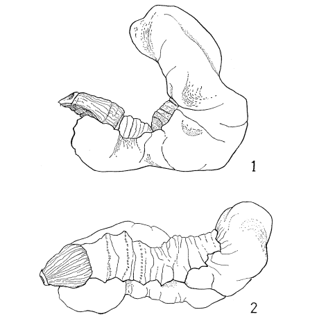 Stichotrema asahinai