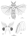 Eocenoxenos palintropos