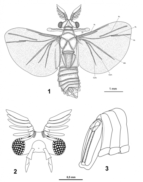 Eocenoxenos palintropos Eocenoxenos palintropos