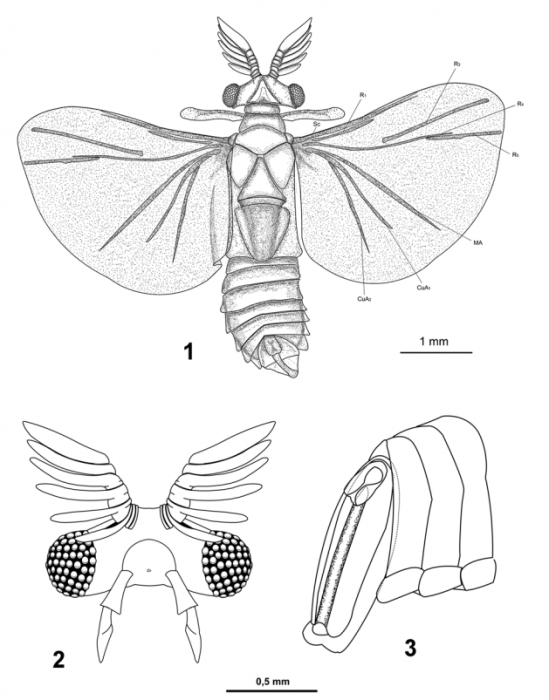 Eocenoxenos palintropos