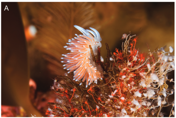 Living specimens of Coryphella alexanderi sp. nov.