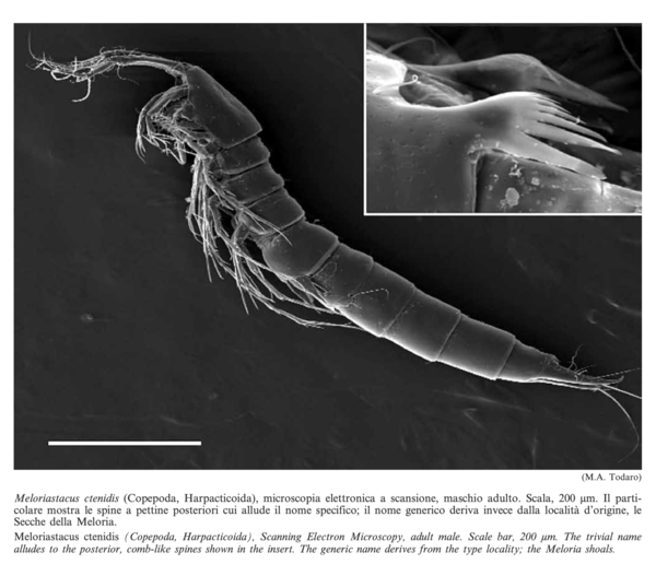 Meloriastacus ctenidis