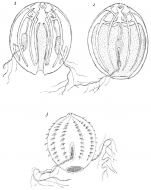 Bathyctena latipharyngea (Dawydoff, 1946) 