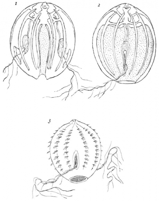 Bathyctena latipharyngea (Dawydoff, 1946) 