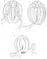 Ctenophora (sea gooseberries)