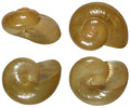 Mollusca (molluscs)