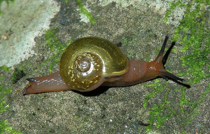 Selatodryas roseosoma Herbert, 2017