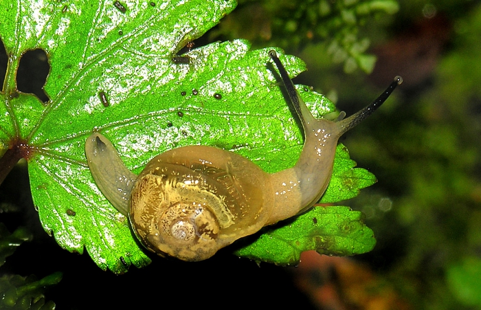 Selatodryas luteosoma