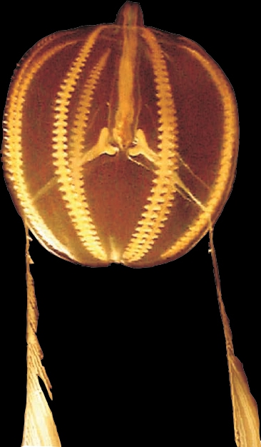Pukia falcata Gershwin, Zeidler & Davie, 2010 holotype Pukia falcata Gershwin, Zeidler & Davie, 2010 holotype