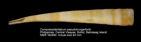 Compressidentalium pseudohungerfordi