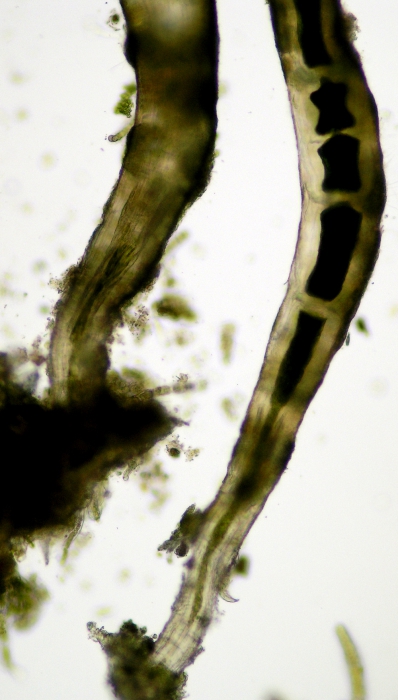 Chaetomorpha aerea Chaetomorpha aerea