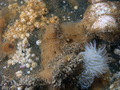 Porifera (sponges)