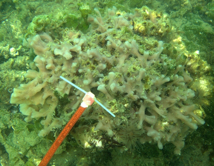 Paratype in situ