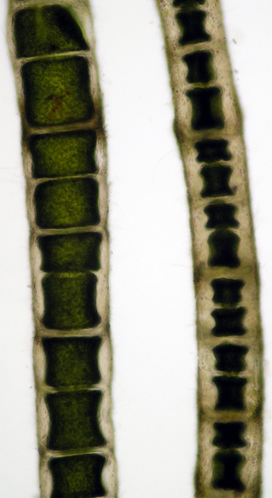 Chaetomorpha aerea Chaetomorpha aerea