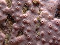 Porifera (sponges)