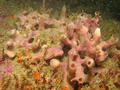 Porifera (sponges)