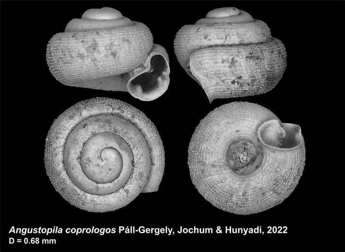 Angustopila coprologos Páll-Gergely, Jochum & Hunyadi, 2022 Angustopila coprologos Páll-Gergely, Jochum & Hunyadi, 2022