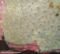 Porifera (sponges)