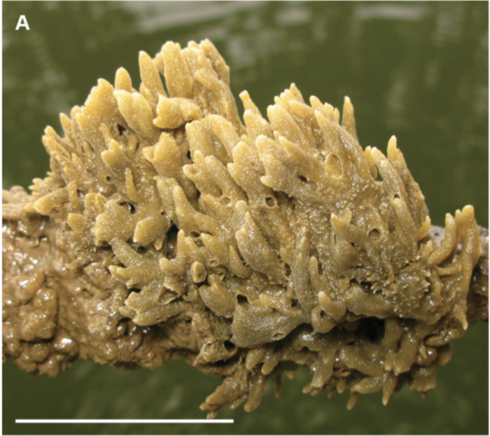 Haliclona (Rhizoniera) manglarensis holotype