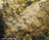 Haliclona (Halichoclona) paracas holotype