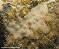 Porifera (sponges)