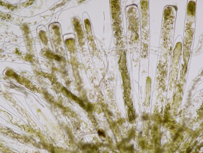 Codium adhaerens Codium adhaerens