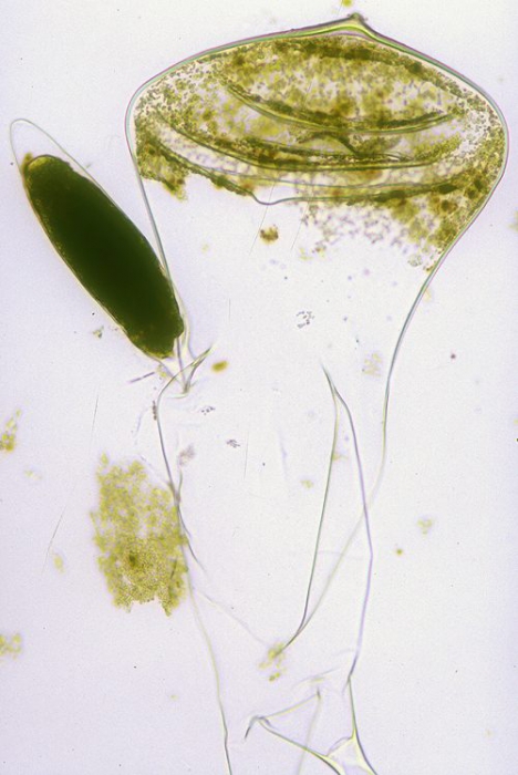 Codium fragile tomentosoides Codium fragile tomentosoides