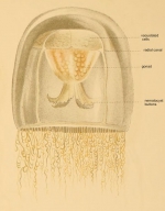 Turritopsis pacifica, from Maas (1909)