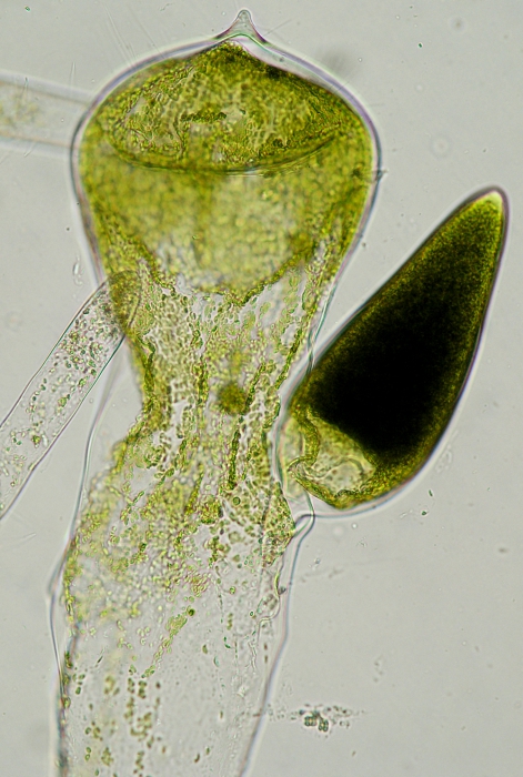 Codium fragile tomentosoides Codium fragile tomentosoides