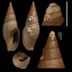 Episcomitra angelesae Caballero-Herrera, Gofas & Rueda, 2022, holotype from Alboran Sea, NE of Seco de los Olivos, 36.5420°N ‒ 02.8196°W, 313 m (H = 20.4 mm)