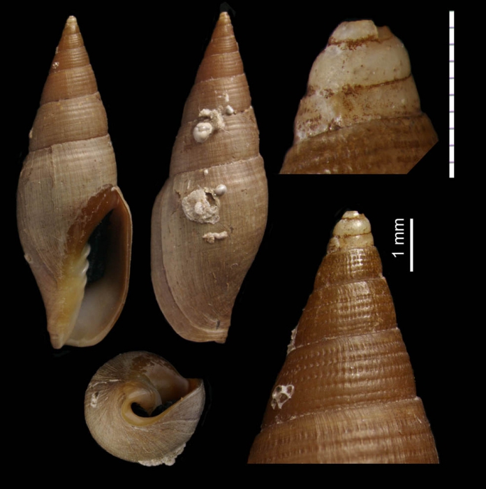 Episcomitra angelesae Caballero-Herrera, Gofas & Rueda, 2022, holotype from Alboran Sea, NE of Seco de los Olivos, 36.5420�N ? 02.8196�W, 313 m (H = 20.4 mm)