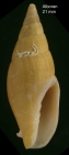 Episcomitra angelesae Caballero-Herrera, Gofas & Rueda, specimen from Alboran Ridge, 202236.030°N, -02.850°W, 175-200 m depth, 4 Sep. 1958, R/V “Calypso” sta. 1305 (H = 21 mm), 