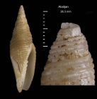 Ziba ogoouensis Biraghi, 1984, specimen from off Abidjan, Côte d’Ivoire (H=26.3 mm)