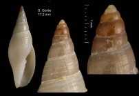Isara turtoni (E.A. Smith, 1890), shell from Senegal, off Gorée Is., 30-40 m, leg. Marche-Marchad (MNHN) (H = 17.2 mm)