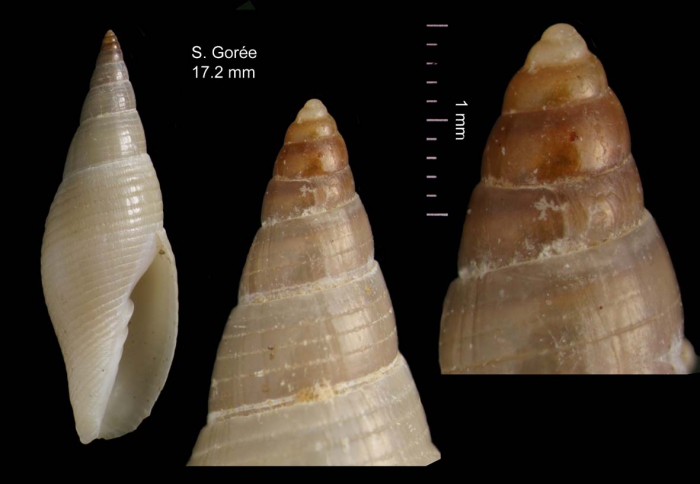 Isara turtoni (E.A. Smith, 1890), shell from Senegal, off Gor�e Is., 30-40 m, leg. Marche-Marchad (MNHN) (H = 17.2 mm)