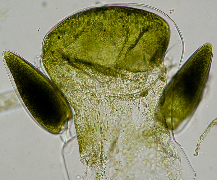 Codium fragile tomentosoides Codium fragile tomentosoides