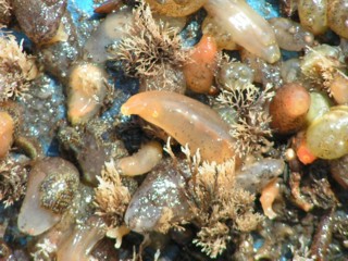 Ciona intestinalis, Tricellaria inopinata Ciona intestinalis, Tricellaria inopinata