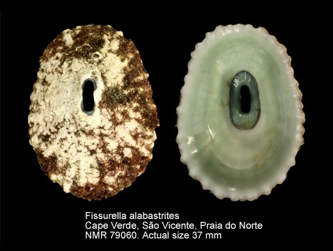 Fissurella alabastrites