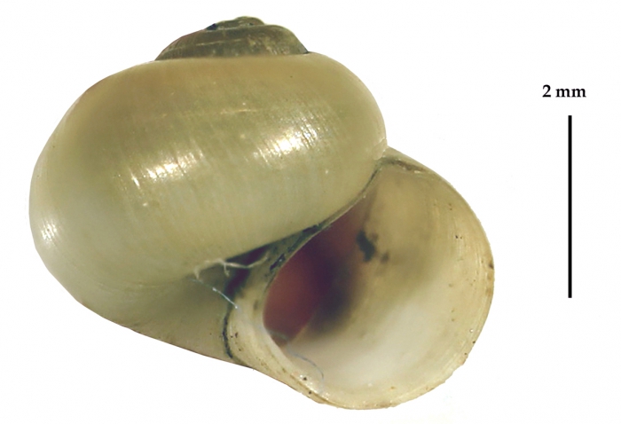 Borysthenia naticina Borysthenia naticina