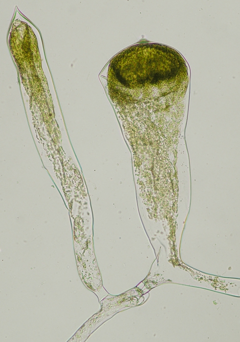 Codium fragile tomentosoides Codium fragile tomentosoides