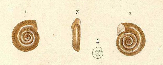 Planorbis lanierianus d'Orbigny, 1841, original figure in d'Orbigny (1841-1853), pl. 14 figs. 1-4 Planorbis lanierianus d'Orbigny, 1841, original figure in d'Orbigny (1841-1853), pl. 14 figs. 1-4