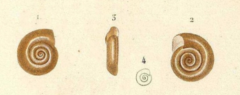 Planorbis lanierianus d'Orbigny, 1841, original figure in d'Orbigny (1841-1853),  pl. 14 figs. 1-4