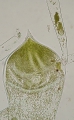 Chlorophyta (green algae)